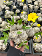 Pachypodium brevicaule