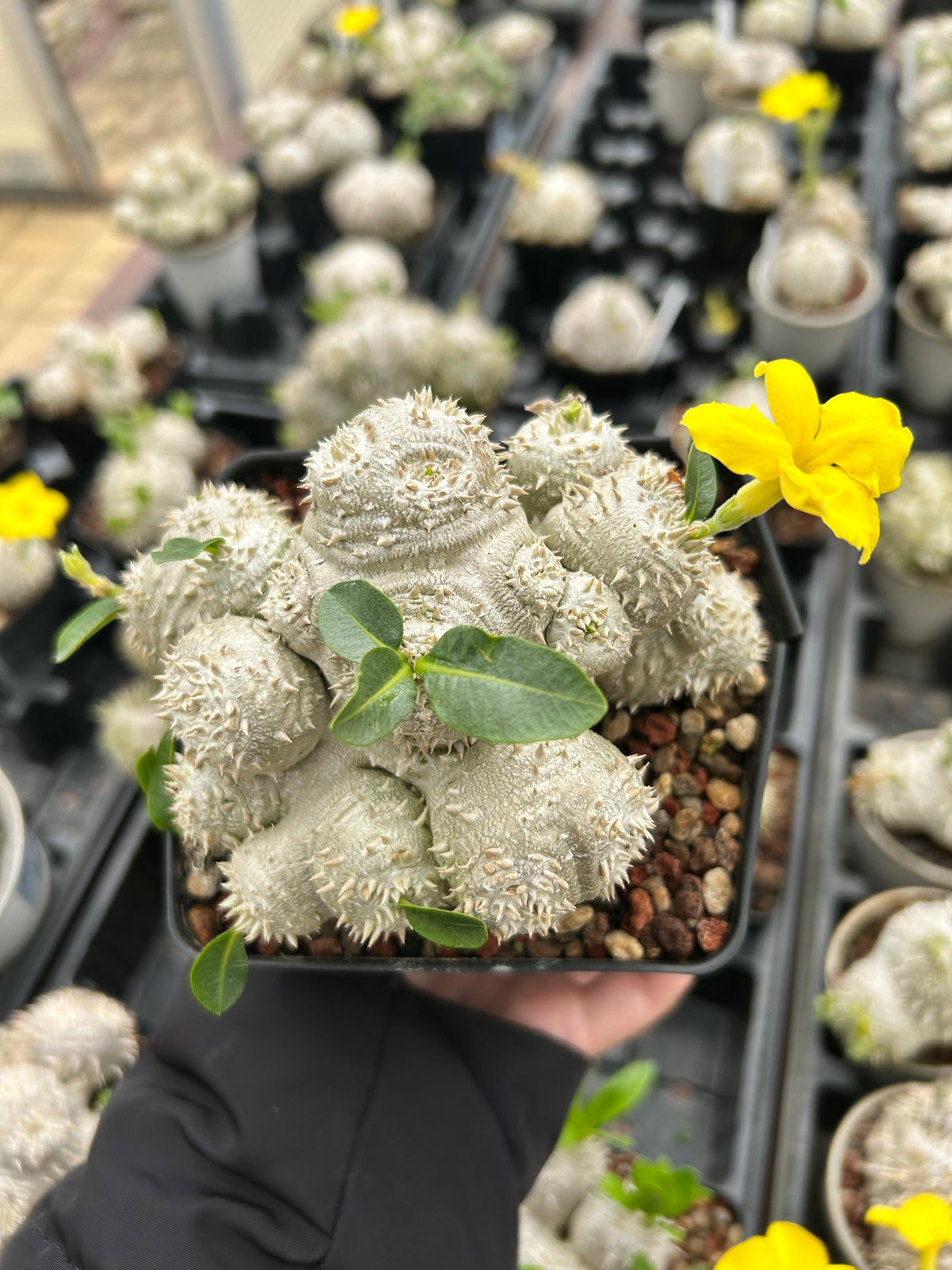 Pachypodium brevicaule