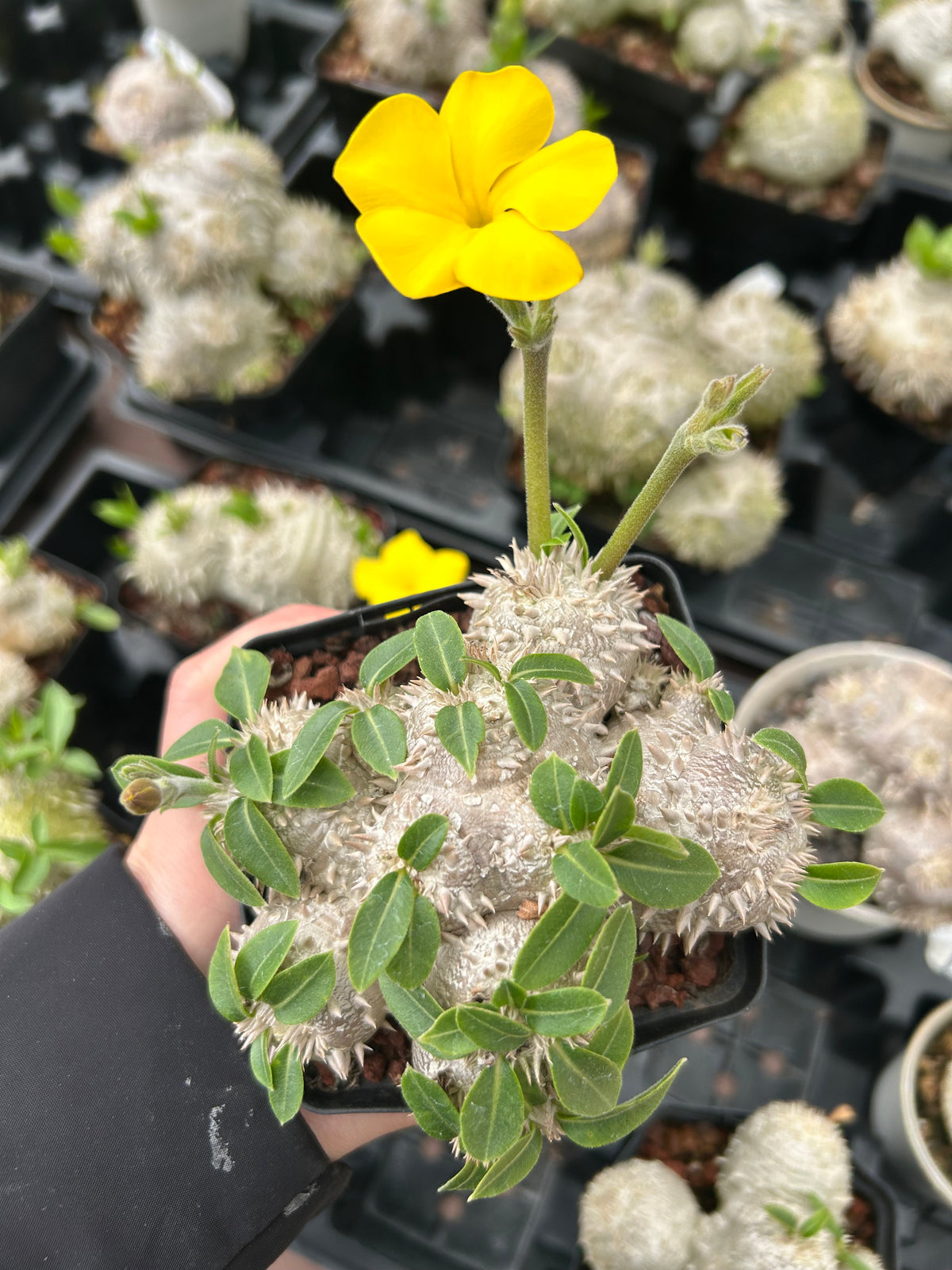 Pachypodium brevicaule