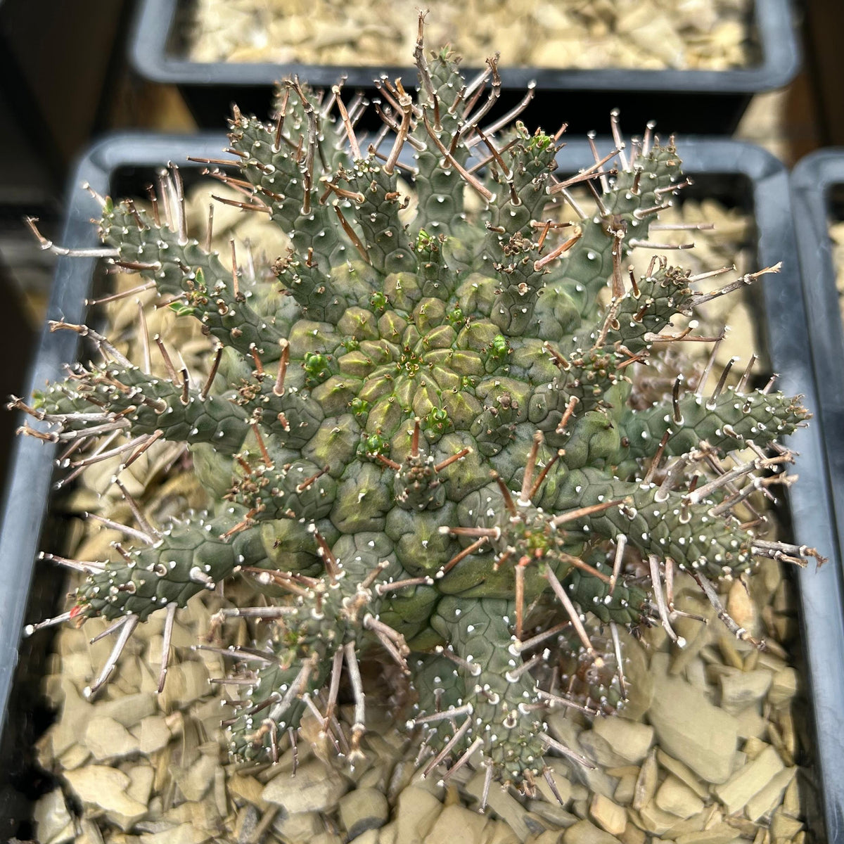 Euphorbia astrophora Seeds — Euphorbia — 2026 seed listing — 1 Seed — image 2: plant specimen shown as a reference for this seed listing