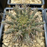 Euphorbia astrophora Seeds — Euphorbia — 2026 seed listing — 1 Seed — image 2: plant specimen shown as a reference for this seed listing