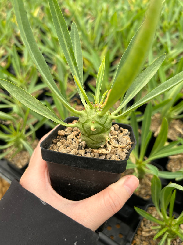Euphorbia monteiroi