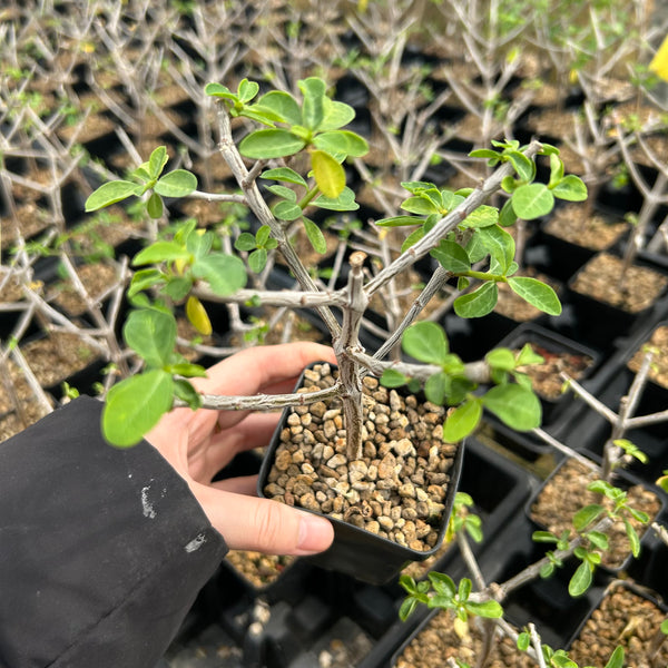 Euphorbia aff. poIyantha - BotanicalCollector