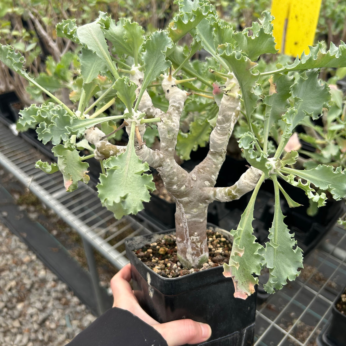 Othonna cremnophila - BotanicalCollector