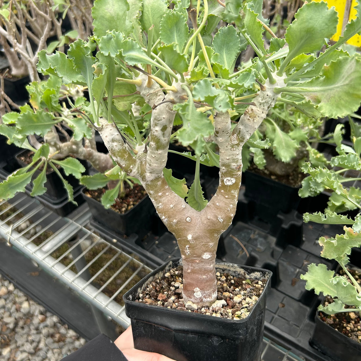 Othonna cremnophila - BotanicalCollector