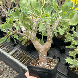 Othonna cremnophila - BotanicalCollector
