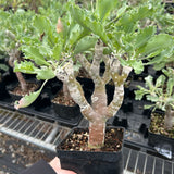 Othonna cremnophila - BotanicalCollector