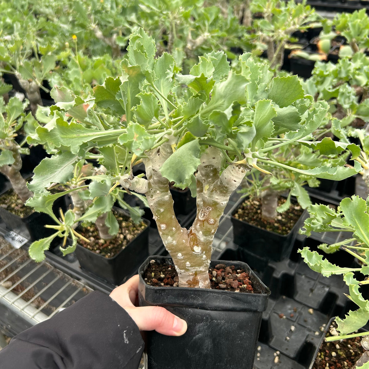 Othonna cremnophila - BotanicalCollector