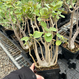 Othonna triplinervia - BotanicalCollector