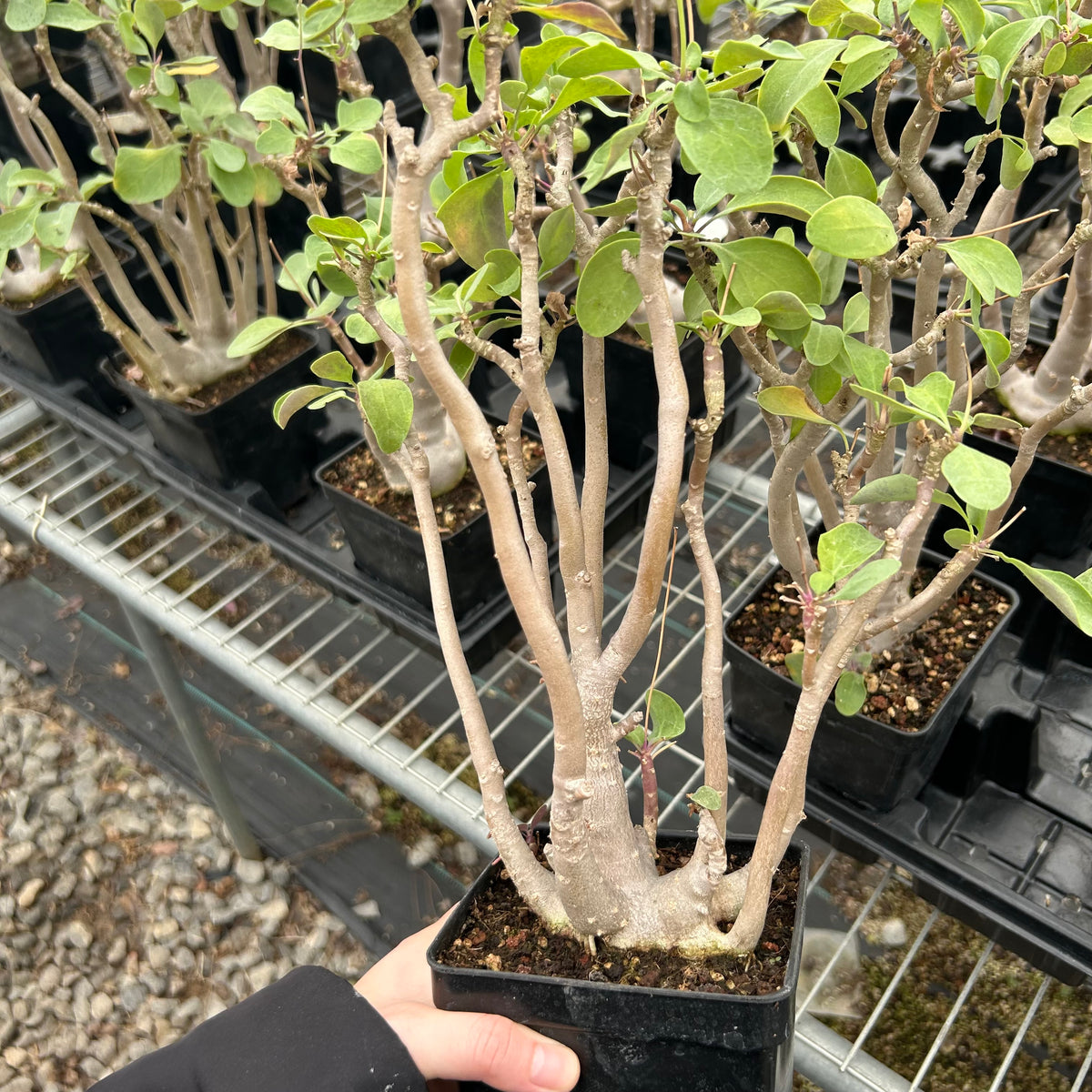 Othonna triplinervia - BotanicalCollector