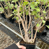 Othonna triplinervia - BotanicalCollector