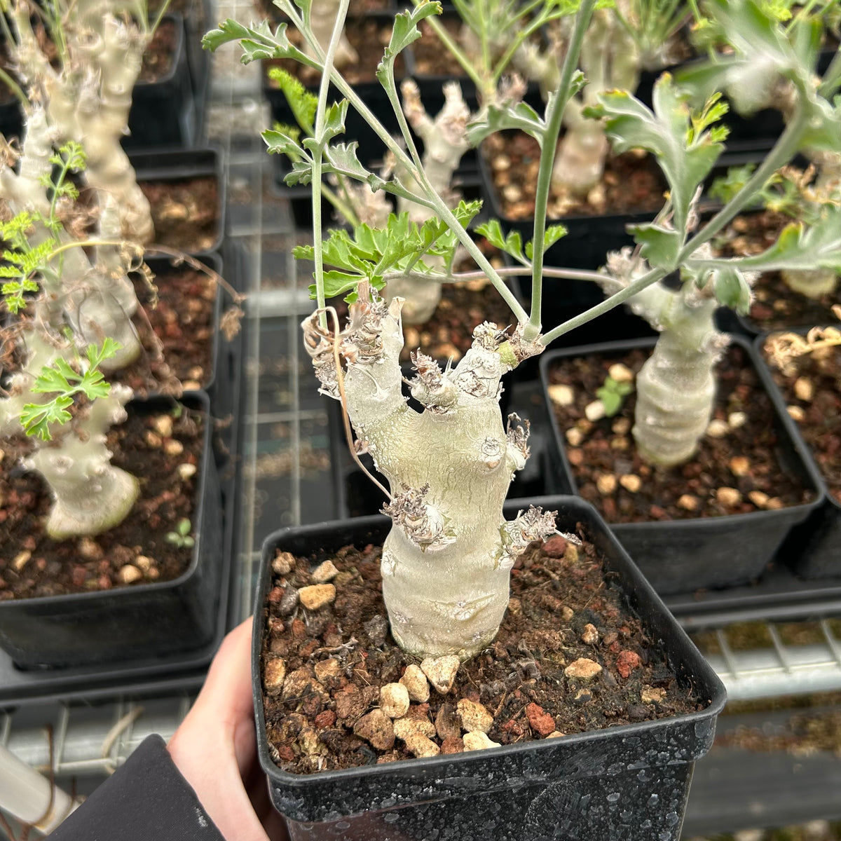 Pelargonium carnosum - BotanicalCollector