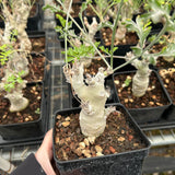 Pelargonium carnosum - BotanicalCollector