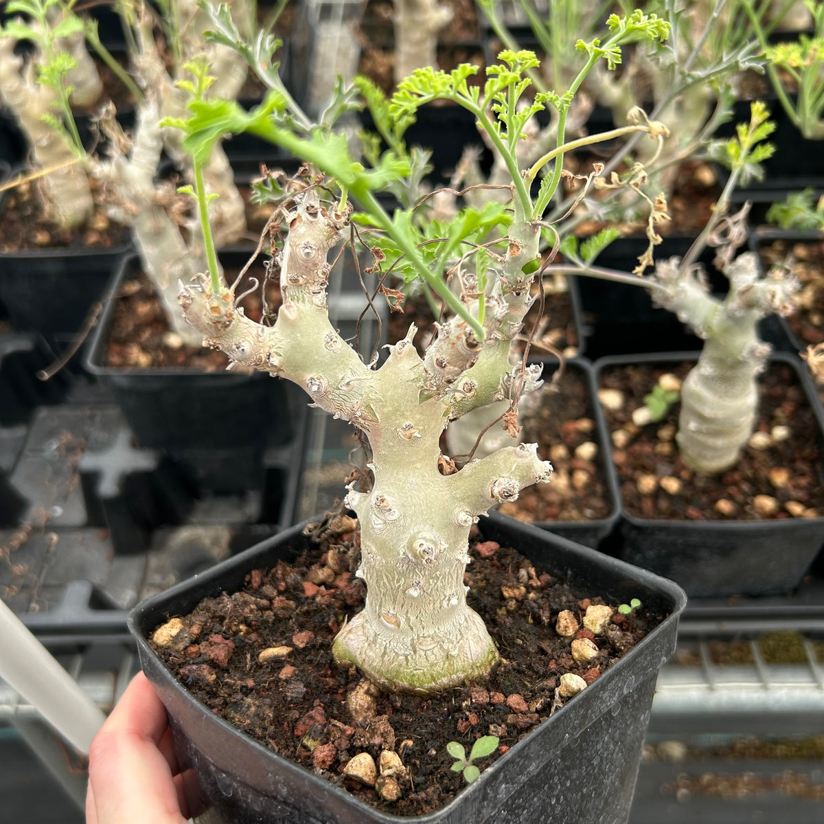 Pelargonium carnosum - BotanicalCollector