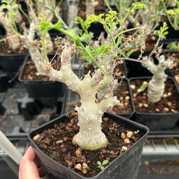Pelargonium carnosum - BotanicalCollector