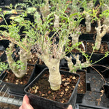 Pelargonium carnosum - BotanicalCollector
