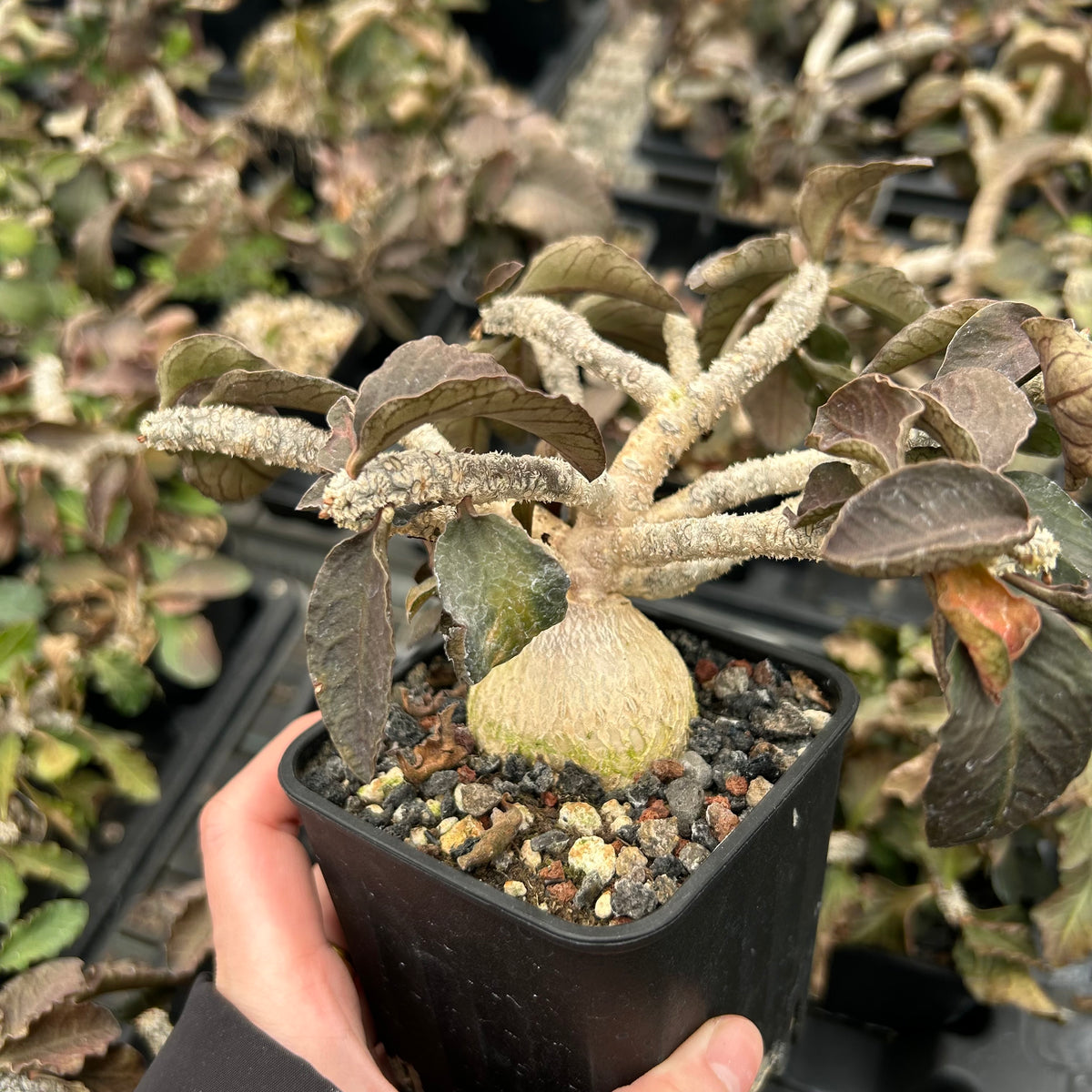 Euphorbia ambovombensis-Euphorbia-H4-6cm-image-5
