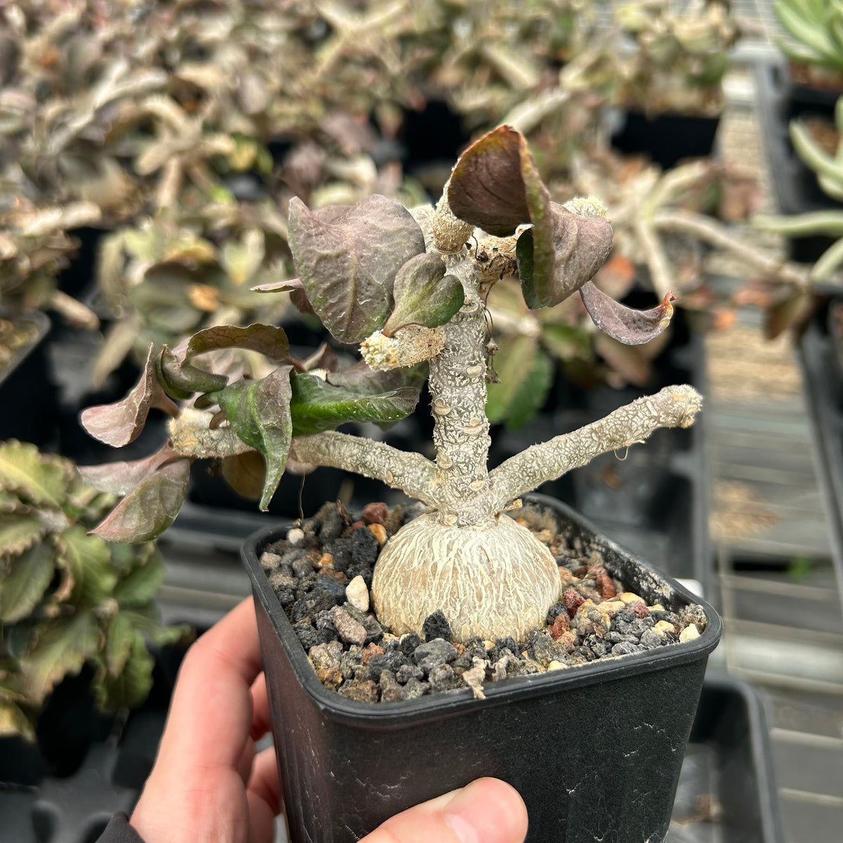 Euphorbia ambovombensis-Euphorbia-H4-6cm-image-6
