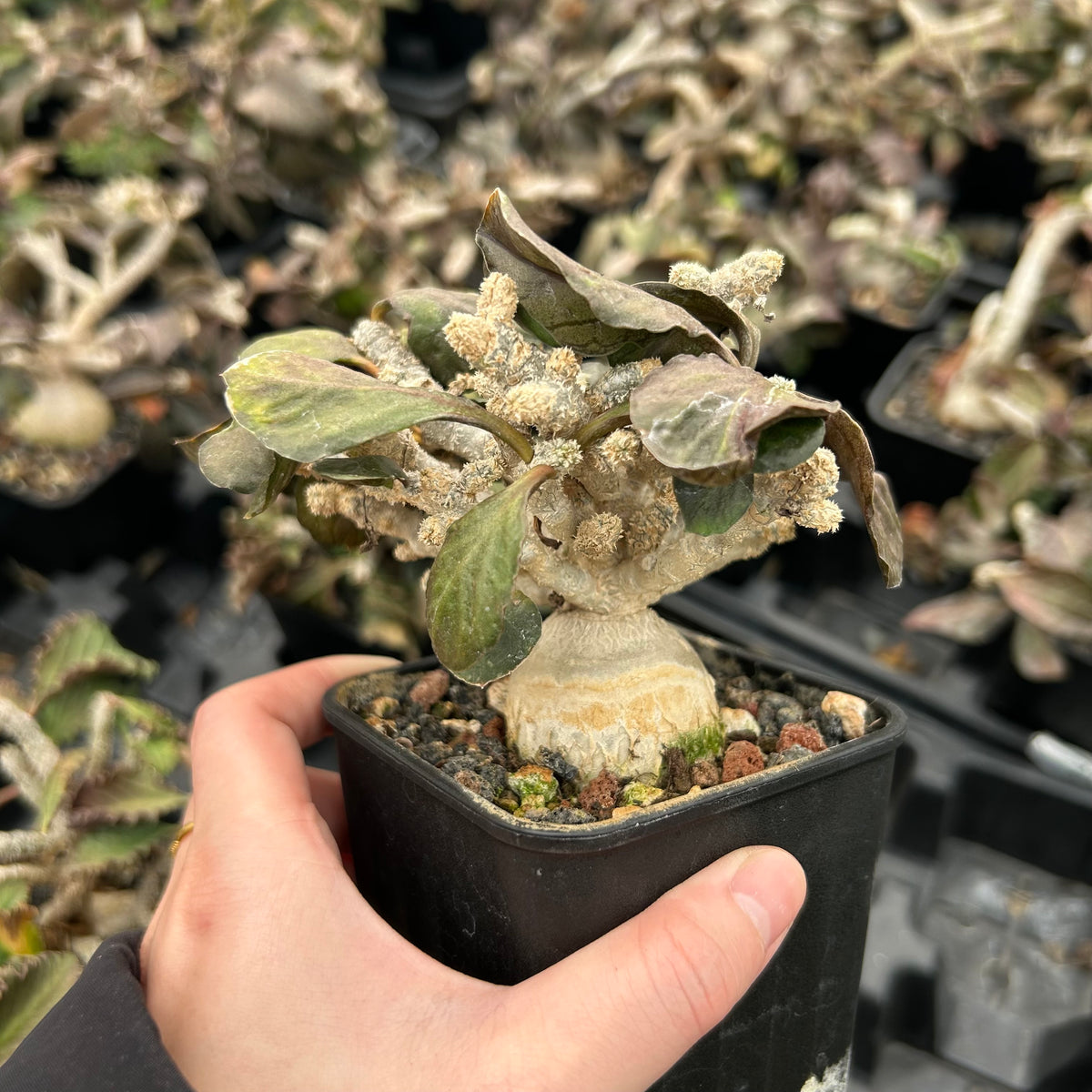Euphorbia ambovombensis-Euphorbia-H4-6cm-image-4