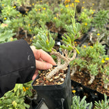 Othonna clavifolia - BotanicalCollector