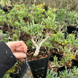 Othonna clavifolia - BotanicalCollector