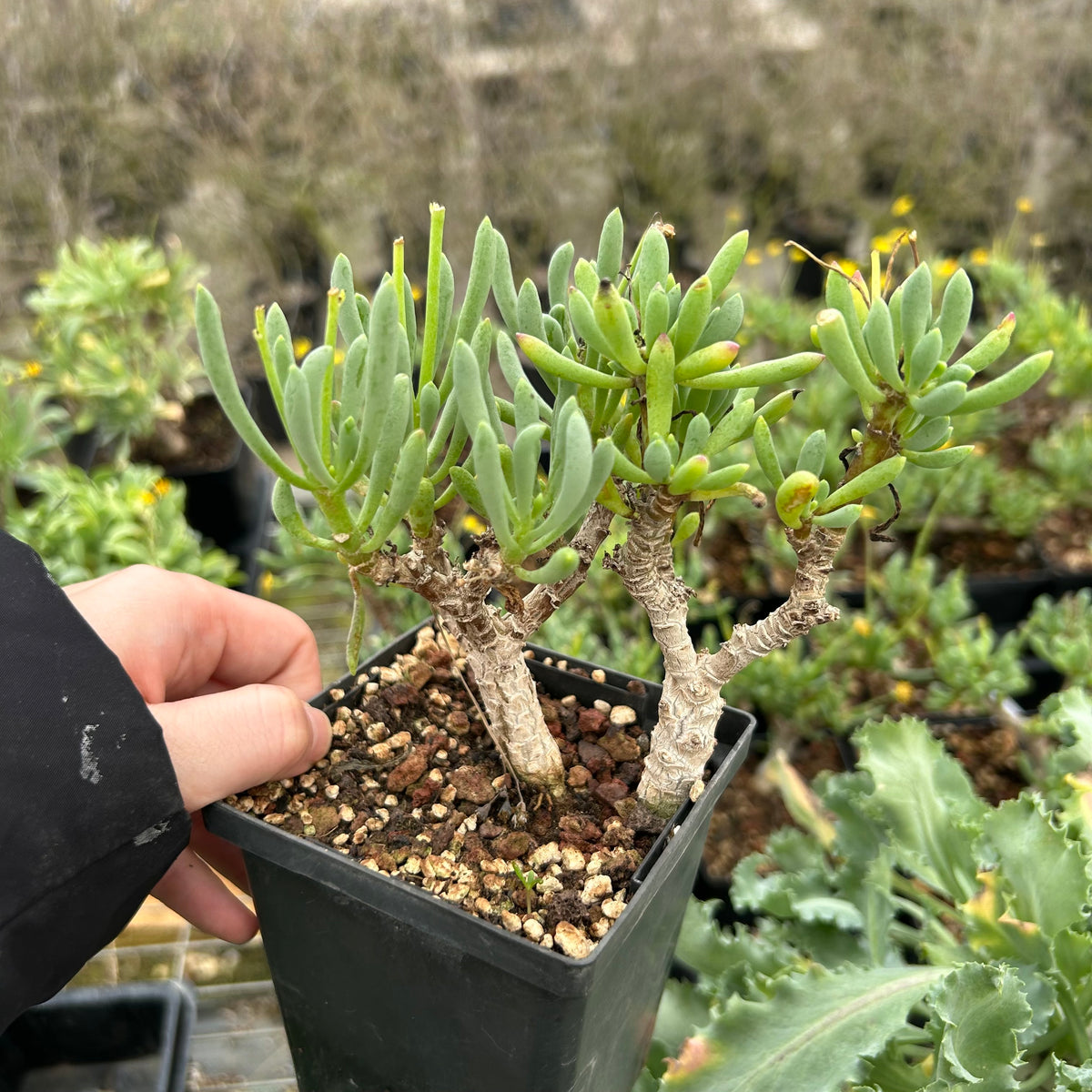 Othonna clavifolia - BotanicalCollector