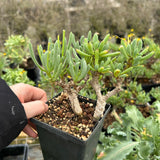 Othonna clavifolia - BotanicalCollector