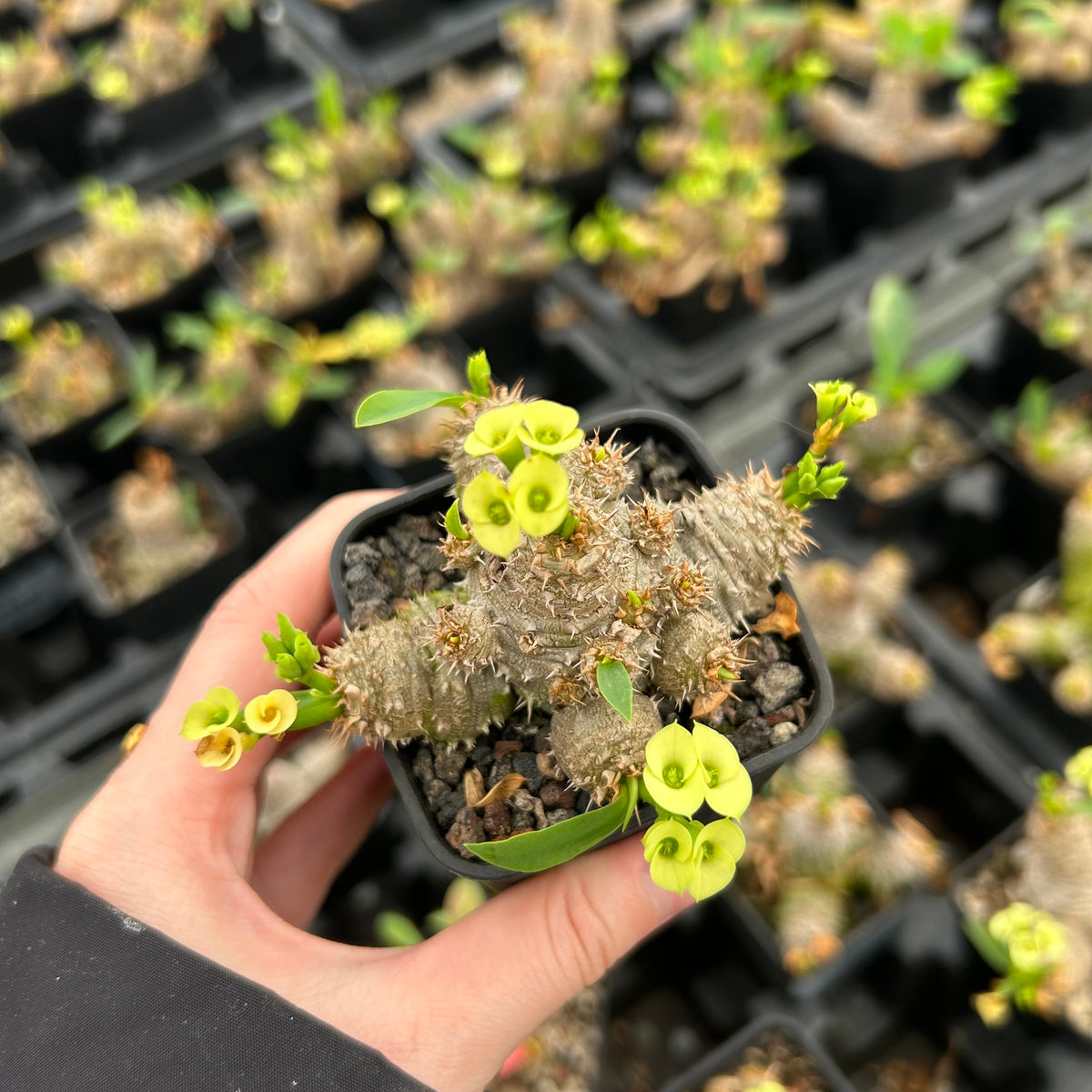 Euphorbia parvimedusae - BotanicalCollector