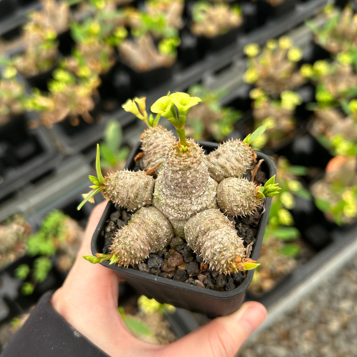 Euphorbia parvimedusae - BotanicalCollector