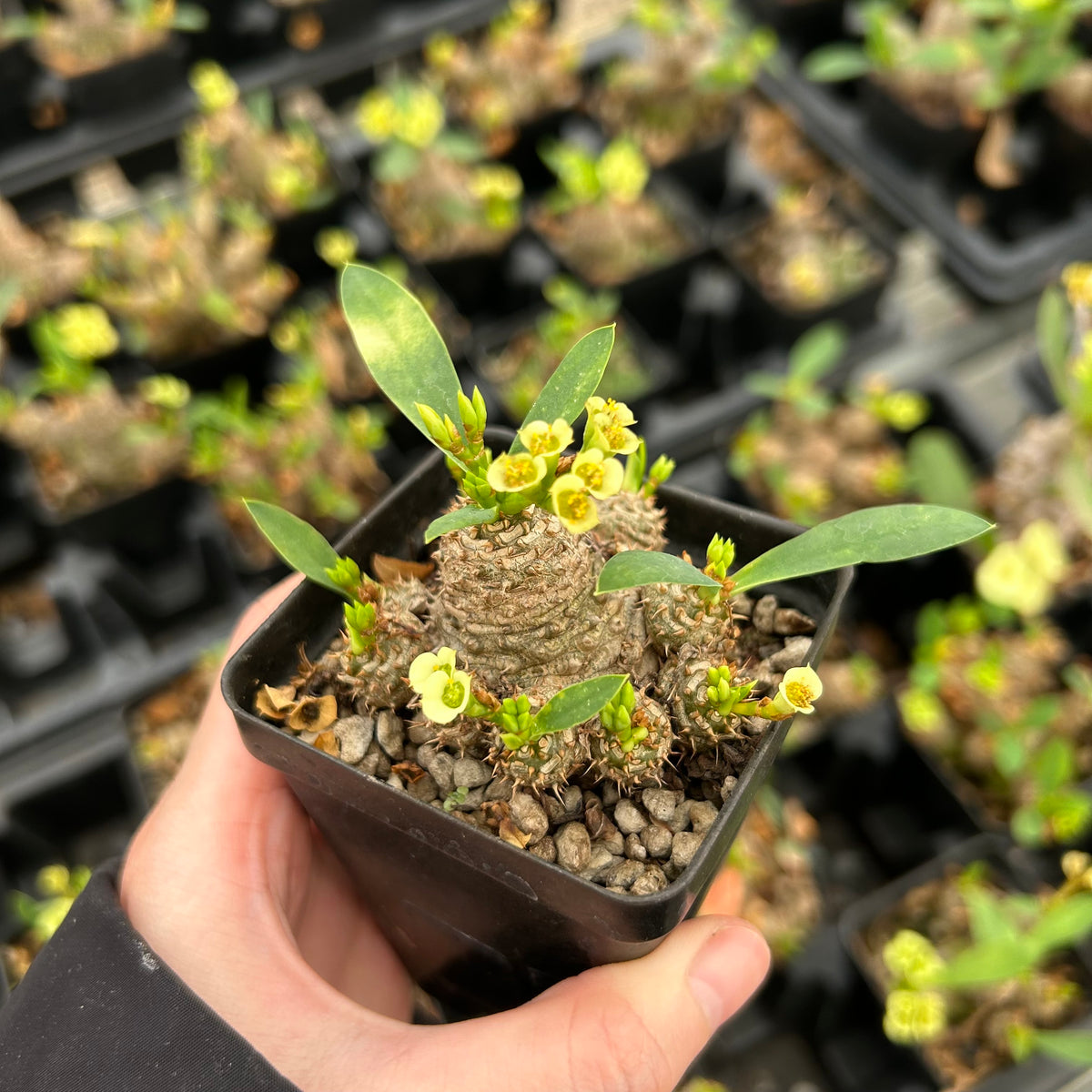 Euphorbia parvimedusae - BotanicalCollector