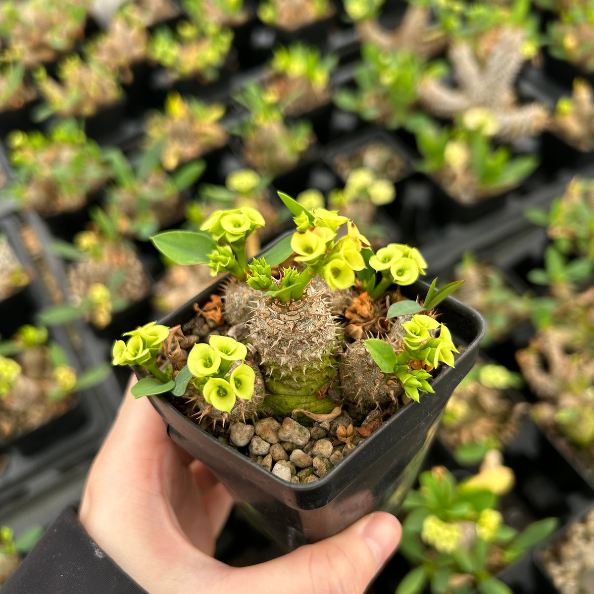 Euphorbia parvimedusae - BotanicalCollector