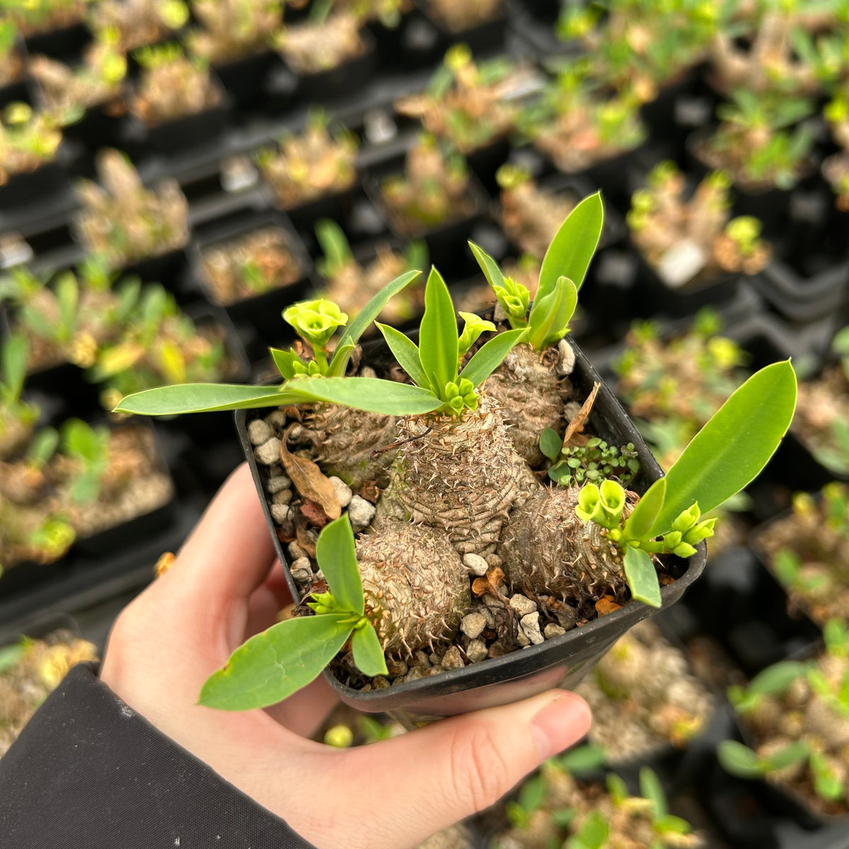 Euphorbia parvimedusae - BotanicalCollector