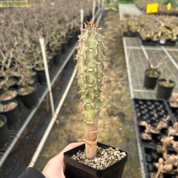 Euphorbia viguieri | Seed-grown | H20cm