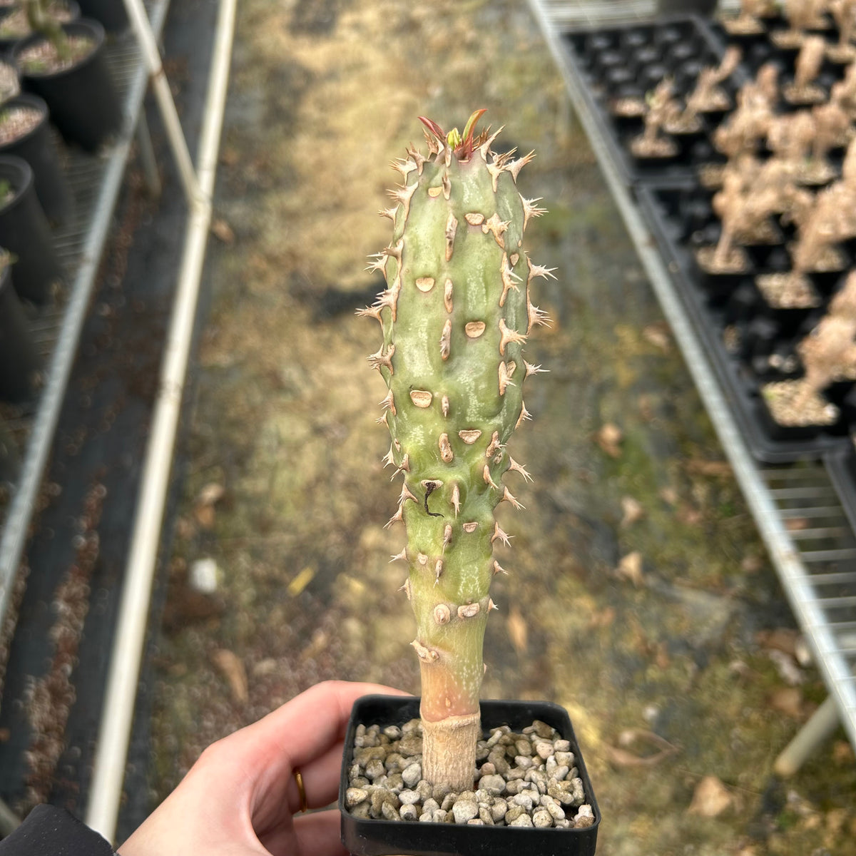 Euphorbia bergeri