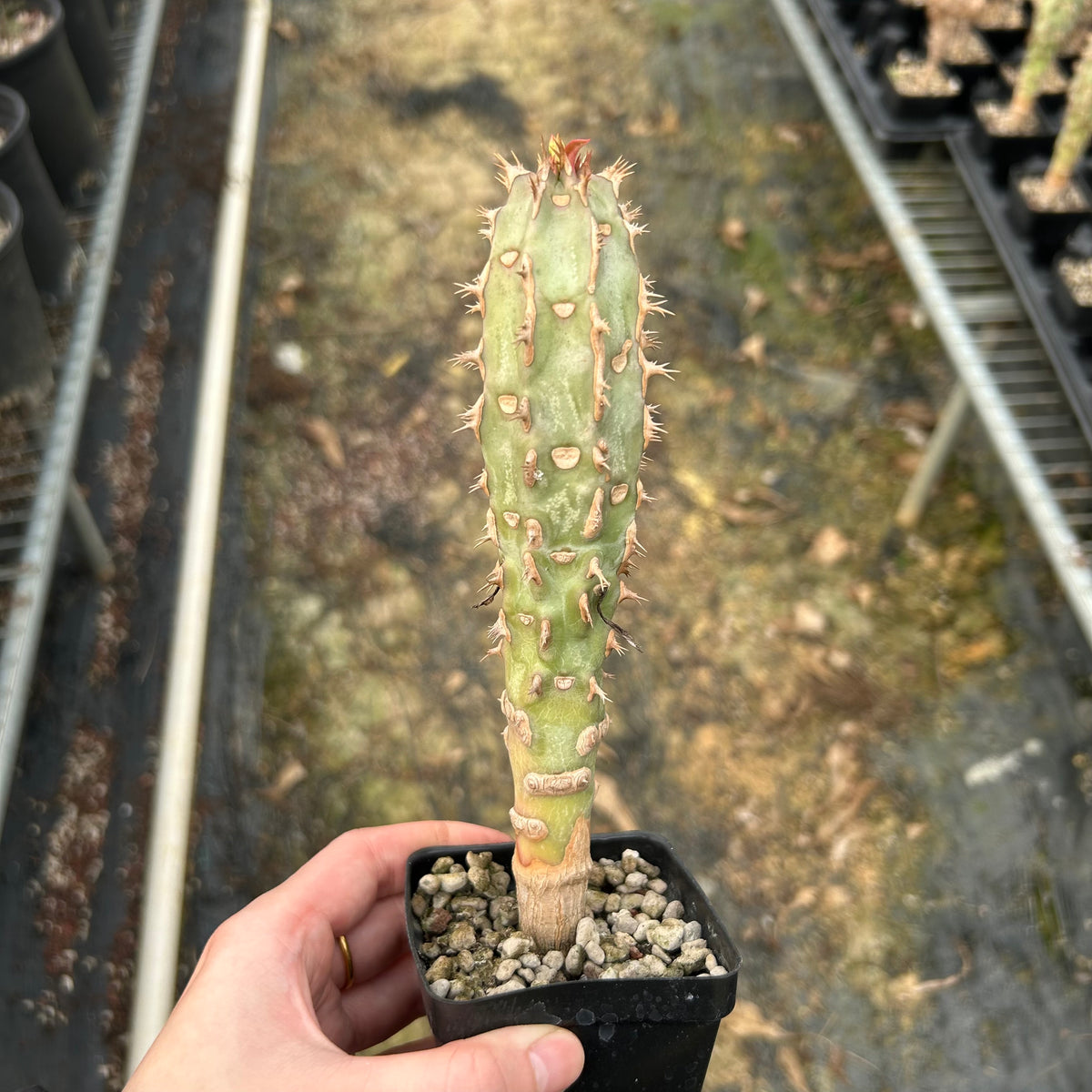 Euphorbia bergeri