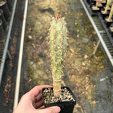 Euphorbia bergeri