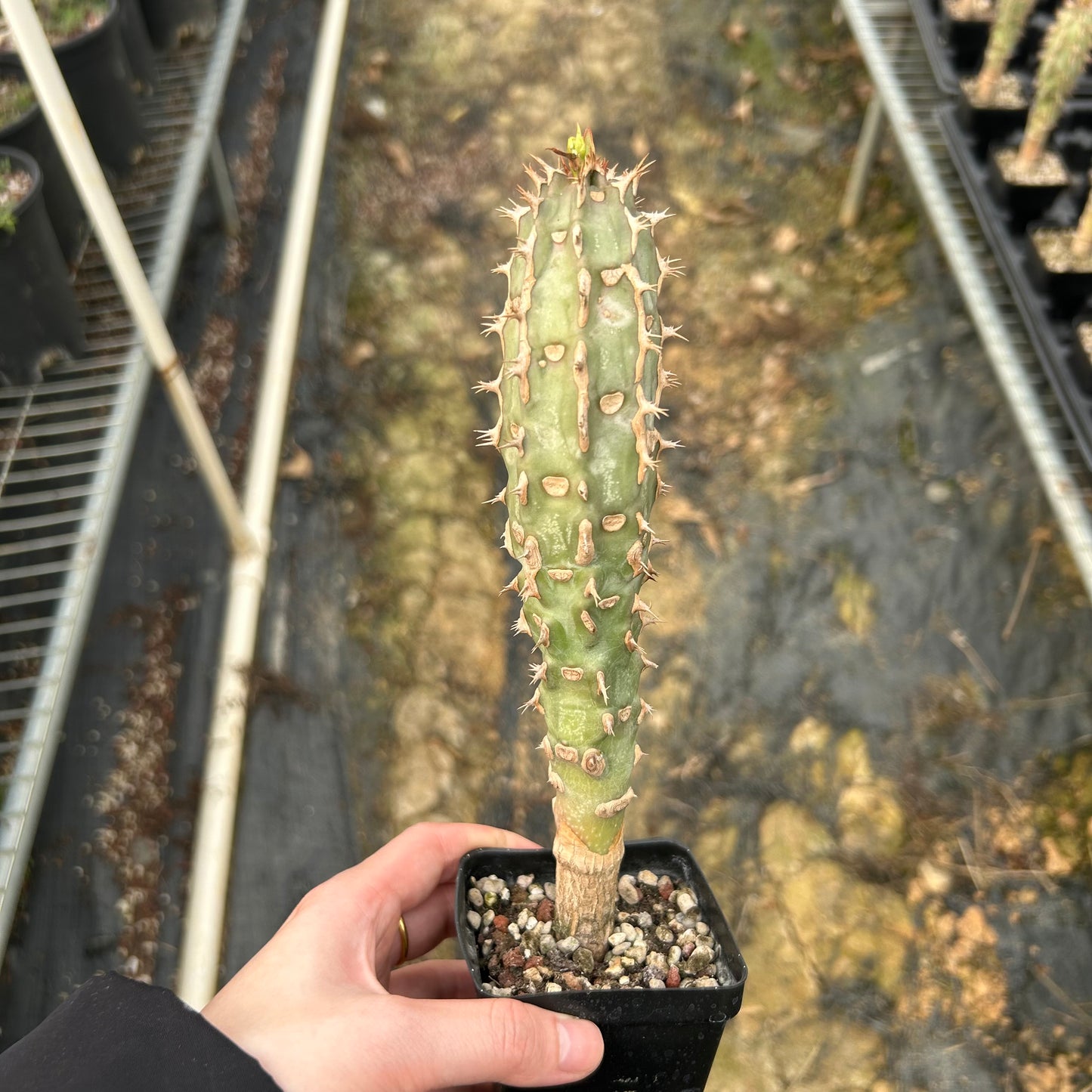 Euphorbia viguieri / Euphorbia bergeri | Seed-grown | H20cm