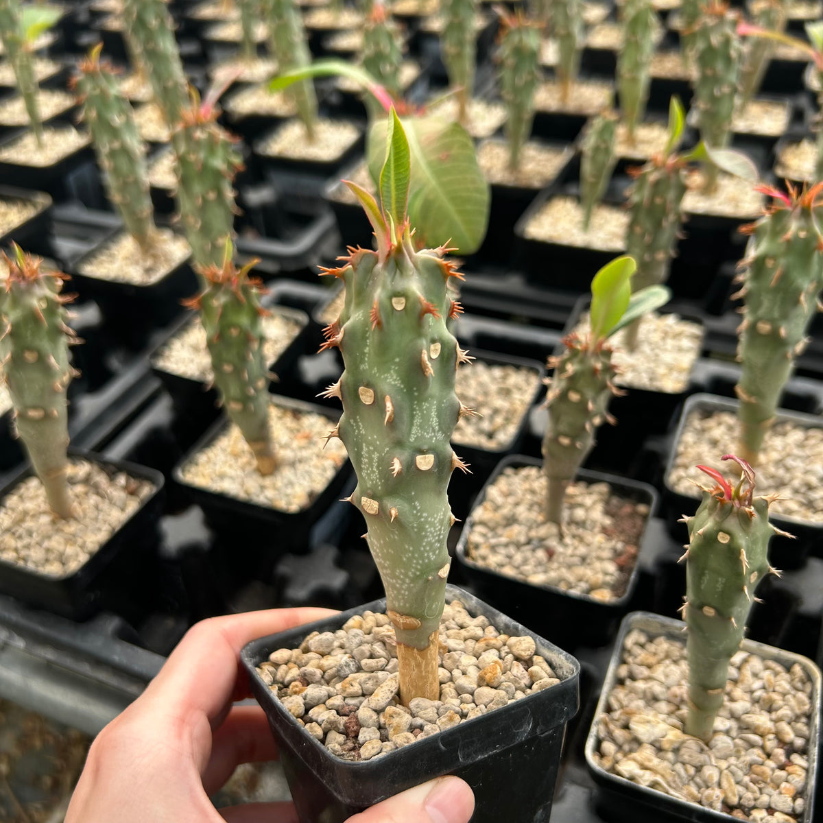 Euphorbia bergeri - BotanicalCollector