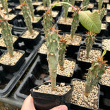 Euphorbia bergeri - BotanicalCollector