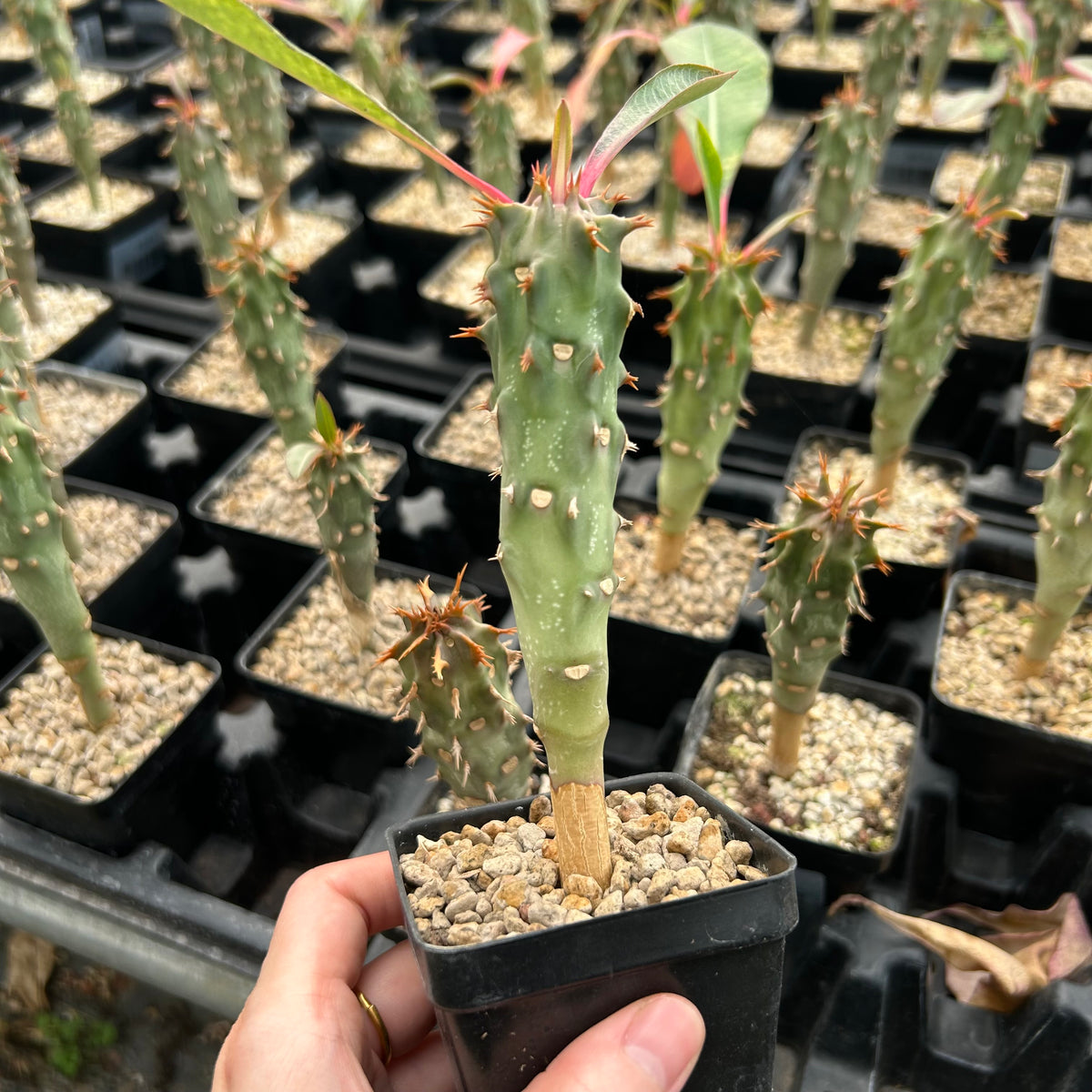 Euphorbia bergeri - BotanicalCollector