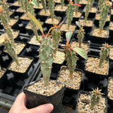 Euphorbia bergeri - BotanicalCollector