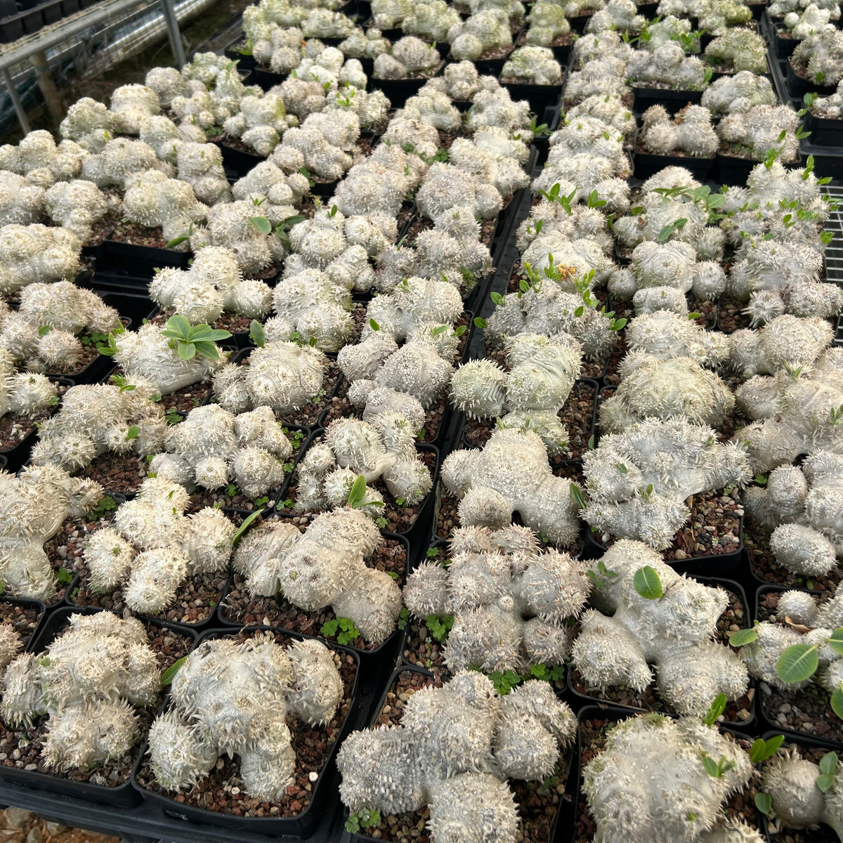 Pachypodium brevicaule