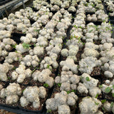Pachypodium brevicaule