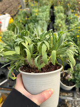 Othonna lepidocaulis - BotanicalCollector