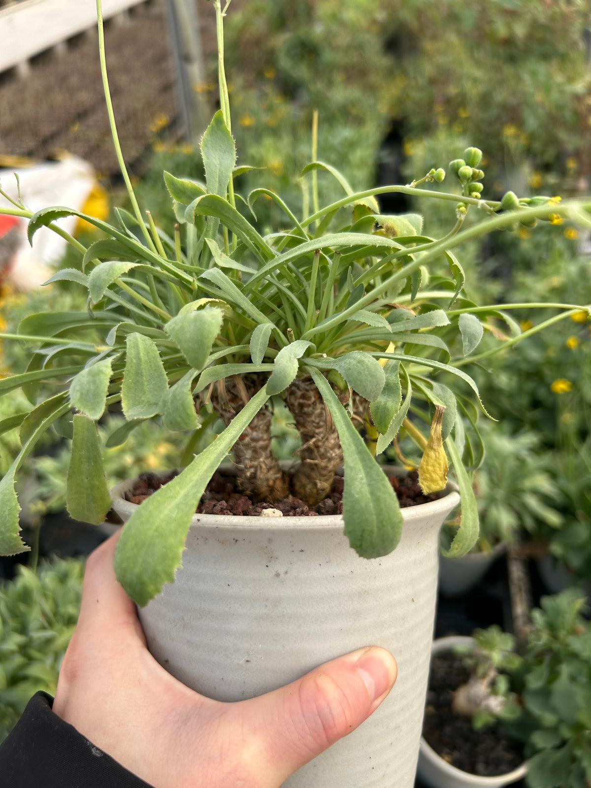 Othonna lepidocaulis - BotanicalCollector