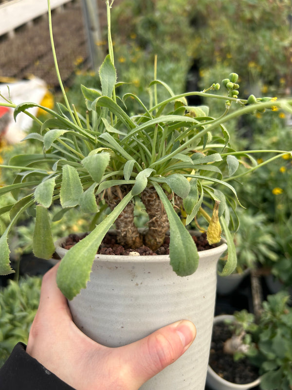 Othonna lepidocaulis - BotanicalCollector