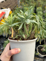 Othonna lepidocaulis - BotanicalCollector