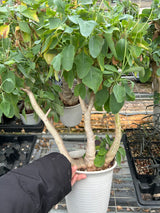Othonna triplinervia - BotanicalCollector