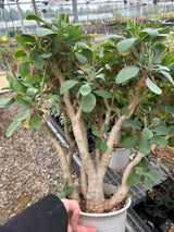 Othonna triplinervia - BotanicalCollector