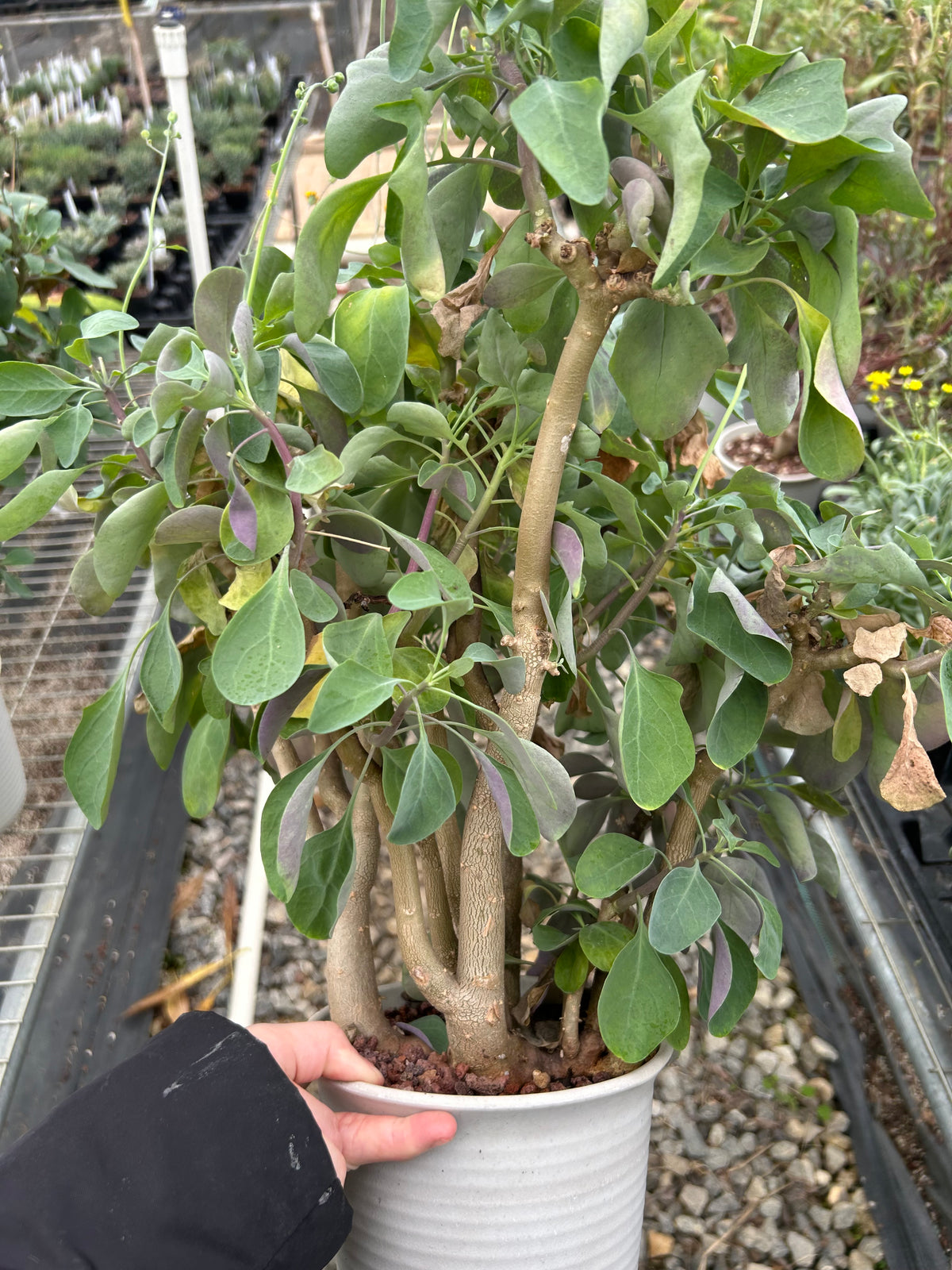 Othonna triplinervia - BotanicalCollector